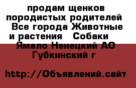 продам щенков породистых родителей - Все города Животные и растения » Собаки   . Ямало-Ненецкий АО,Губкинский г.